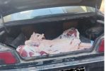 برخورد قانونی با حمل غیربهداشتی گوشت قرمز توسط خودروی سواری توسط شبکه دامپزشکی شهرستان دهاقان