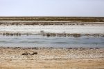 دیدار تخصصی مسئولان قضایی استان اصفهان از تالاب بین المللی گاوخونی