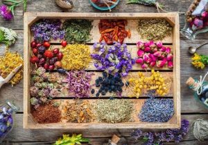 تولید ۲۴ هزار تُن گیاهان دارویی، گلاب و عرقیات استان اصفهان