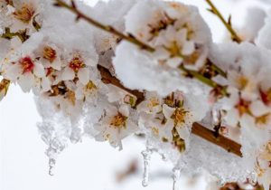 سرما عمده گل‌های درختان بادام در کوهپایه را از بین می‌برد