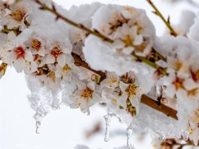 سرما عمده گل‌های درختان بادام در کوهپایه را از بین می‌برد