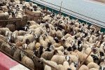 مجوز صادرات دام سبک و سنگین از اصفهان صادر شد