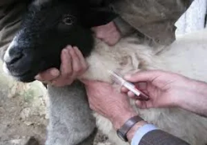 آغاز واکسیناسیون رایگان ۲ میلیون راس دام استان علیه بیماری تب برفکی
