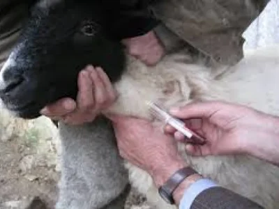 آغاز واکسیناسیون رایگان ۲ میلیون راس دام استان علیه بیماری تب برفکی