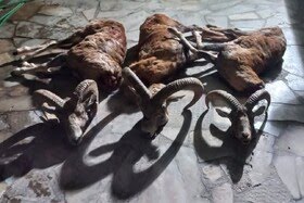 دستگیری متخلفین شکار و صید غیر مجاز سه قوچ وحشی در شهرستان اردستان