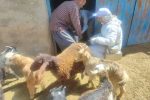 واکسیناسیون 90 هزار راس دام سبک بر علیه بیماری طاعون نشخوارکنندگان کوچک در شهرستان تیران و کرون