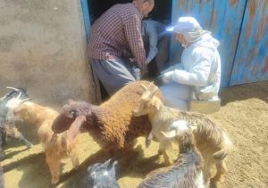 واکسیناسیون ۹۰ هزار راس دام سبک بر علیه بیماری طاعون نشخوارکنندگان کوچک در شهرستان تیران و کرون