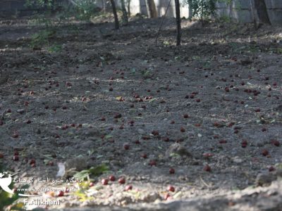 بوسه آخرین مرواریدهای سرخ بر زمین/ آخرین پرچینه ها از درختان گردو و بادام