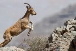 رشد ۱۰ درصدی وحوش شاخص «پناهگاه حیات وحش یخاب» آران و بیدگل