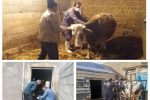 واکسیناسیون رایگان بیش از ۶۸ هزار راس دام علیه بیماری تب برفکی در شهرستان فریدن
