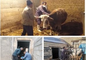 واکسیناسیون رایگان بیش از ۶۸ هزار راس دام علیه بیماری تب برفکی در شهرستان فریدن