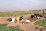 زیر خاک کردن راهکاری برای نگهداری/ سال گذشته بخشی از شلغم کاشت شده خوراک دام شد