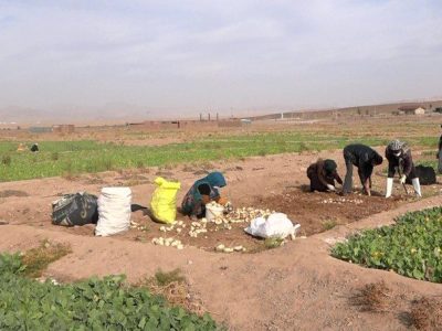 زیر خاک کردن راهکاری برای نگهداری/ سال گذشته بخشی از شلغم کاشت شده خوراک دام شد