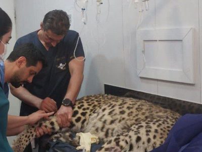 حال پلنگ مرکز باز پروری و تیمار وحوش کلاه قاضی خوب نیست
