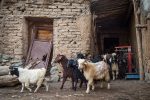 چالش‌ها در دامداری سنتی کوهپایه