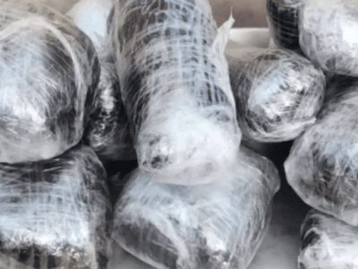 حمل ترياک در پوشش مسافرت خانوادگي