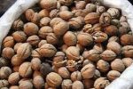 کشف بیش از 3تن گردوی قاچاق از یک منزل