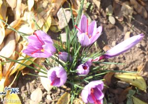 برداشت زعفران از مزارع کوهپایه آغاز شد/ طلای سرخ جایگزین کشتهای پرآب