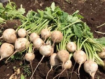سال گذشته شلغم خریداری نداشت/ بخشی خوراک دام شد
