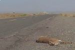 تلف شدن یک آهو در برخورد با خودرو در منطقه حفاظت شده کهیاز