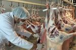 نظارت بهداشتی بر کشتار 8200 راس دام سبک و سنگین در کشتارگاه دام شهرستان نایین
