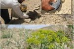 محکومیت بهره برداران غیر مجاز شیره آنغوزه