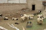 دامداری سنتی با افزایش قیمت علوفه سخت شده است
