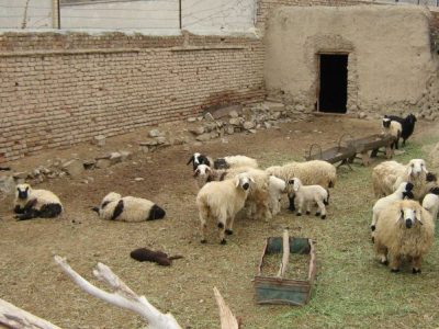 دامداری سنتی با افزایش قیمت علوفه سخت شده است