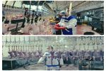 حذف حدود ٢٠٠ هزار کیلوگرم گوشت مرغ و بوقلمون غیر قابل مصرف