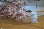 حذف بیش از ۱۸ تن لاشه دام سبک، سنگین و شترمرغ غیرقابل مصرف در شهرستان نجف آباد