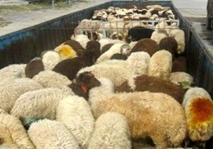 قاچاق نافرجام احشام در نایین