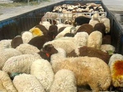 قاچاق نافرجام احشام در نایین