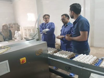 صادرات بیش از ٩ هزار تن تخم مرغ خوراکی در شهرستان کاشان