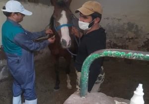 پایش بیماری مشمشه در ۲۱۰ راس اسب در شهرستان اصفهان