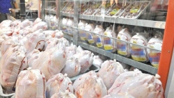 اصفهان با ارسال بیش از ۲۶۰۰ تن گوشت مرغ منجمد به ۹ استان پیشتاز تامین و توزیع گوشت مرغ منجمد در کشور