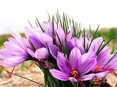 استان اصفهان حائز رتبه چهارم كشور درتوليد محصول زعفران