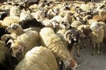 کشف 40 راس دام سرقتی در عملیات پلیس مبارکه