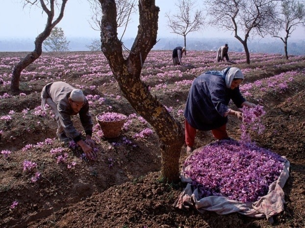 طلای سرخ کوهپایه مرغوب اما ناشناخته!