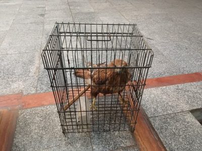 شناسایی محل نگهداری و کشف پرنده شکاری از متخلفی در شهرستان خمینی شهر